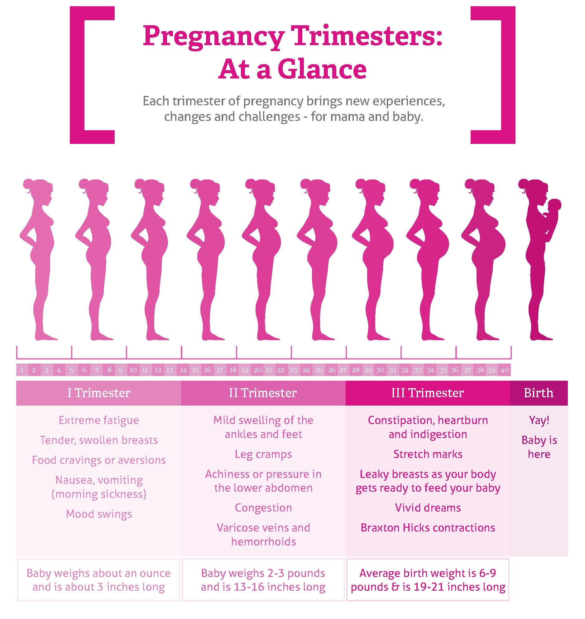 pregnancy trimester breakdown
