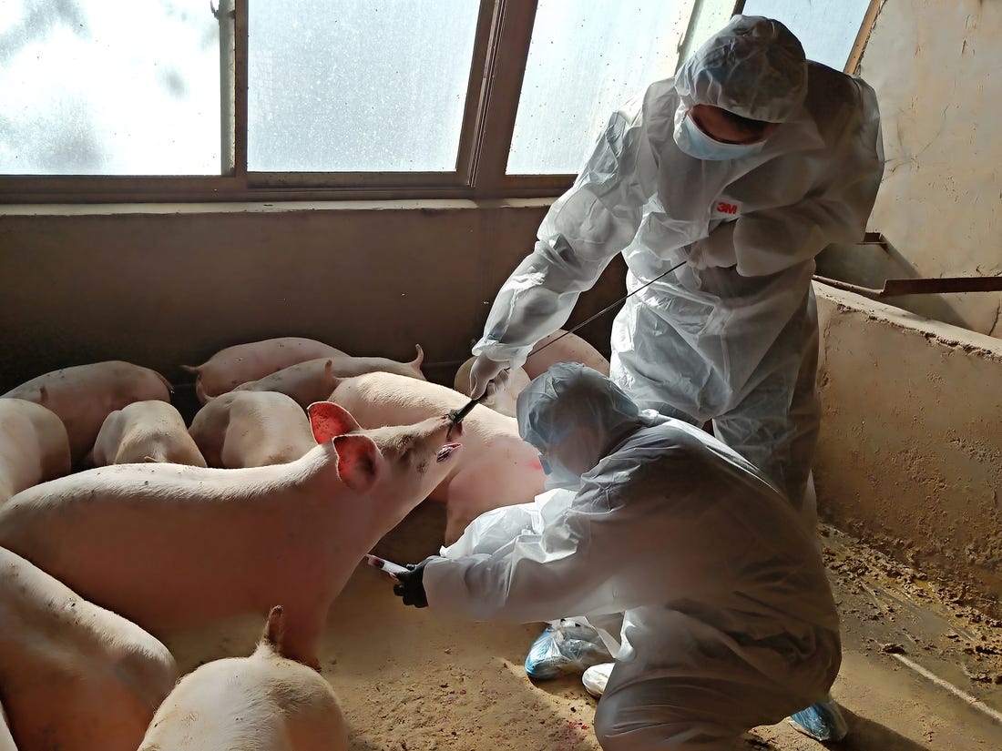 Swine flu pandemic