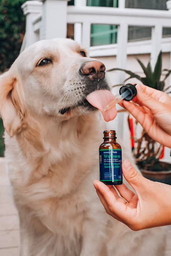CBD cannot directly help your pet